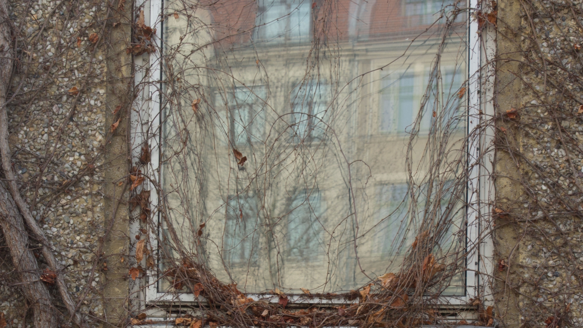 A window with vines covering it.