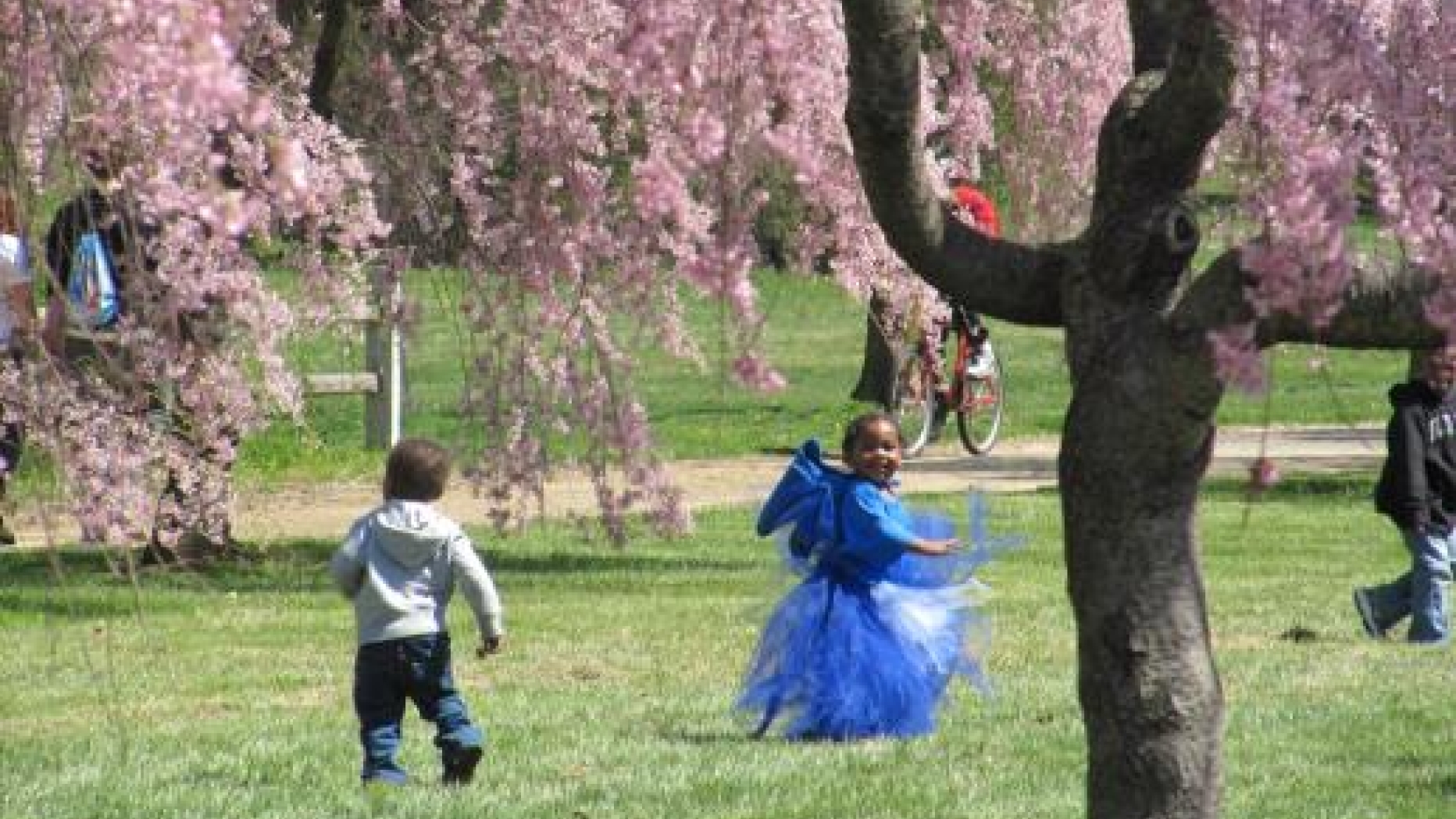 Children playing near a cherry blossom tree