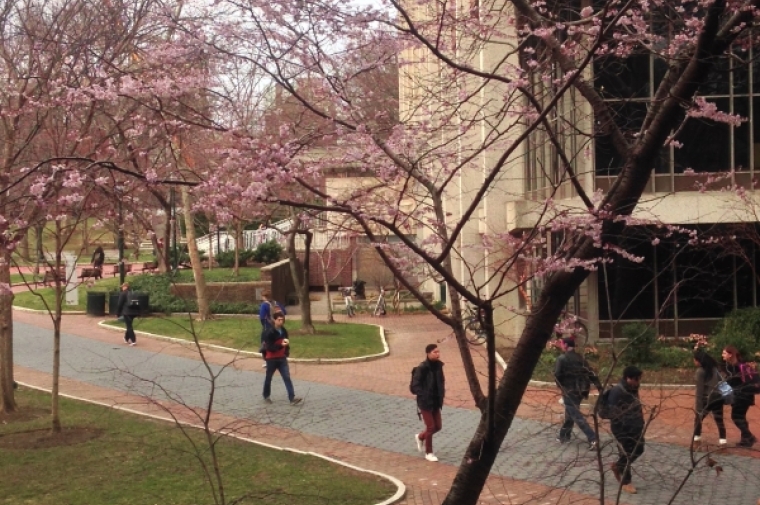 Cherry blossoms on Penn Campus