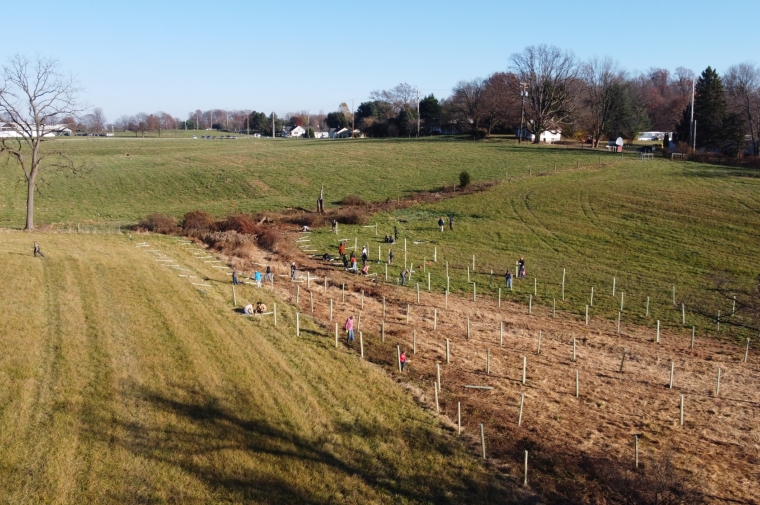 View of farmland under blue sky with freshly planted saplings 