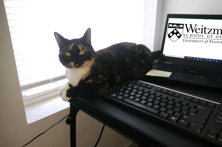 Cat sitting desk with laptop. Weitzman school logo is displayed on the screen