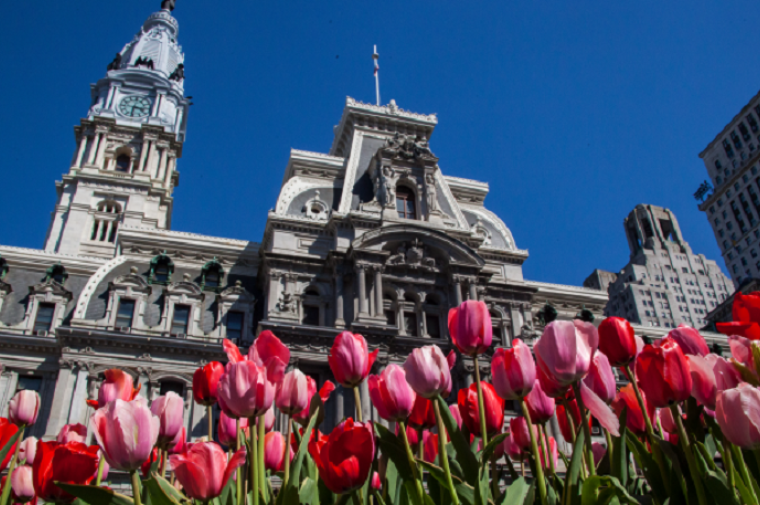 A bed of pink and red tulips looking up at City Hall in Philadelphia.
