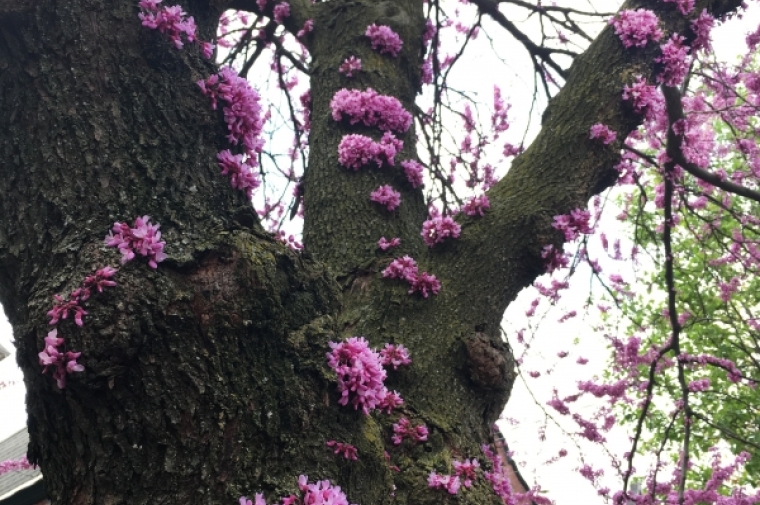 Red bud tree with spring blossoms