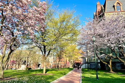Image featuring the blooming Cherry Blossom trees located on College Green