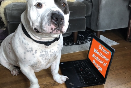 Dog next to computer. Computer screed displays text "Stuart Weitzman School of Design"