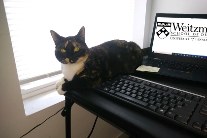 Cat sitting desk with laptop. Weitzman school logo is displayed on the screen