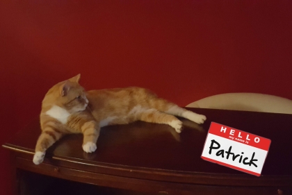 Cat lying on table with name tag that says "Patrick"