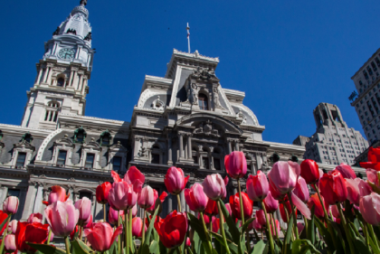 A bed of pink and red tulips looking up at City Hall in Philadelphia.