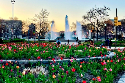 tulips with the Art Museum in the background