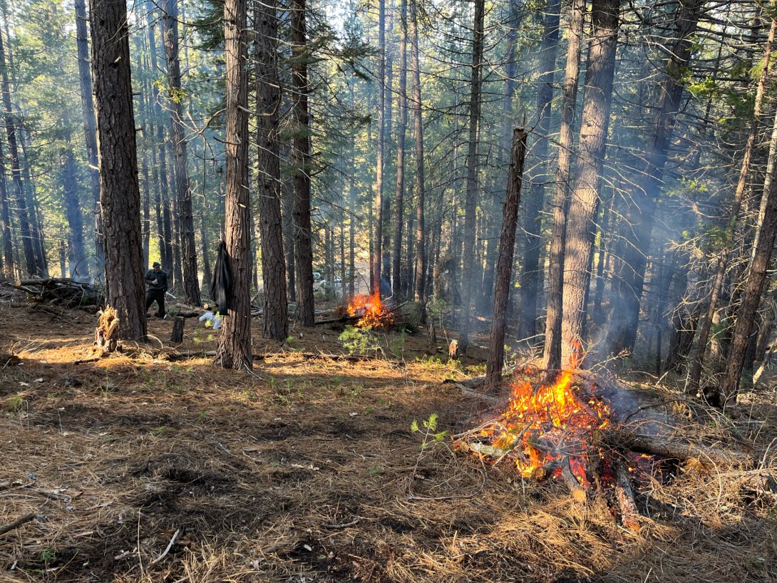 Cluster of ground fires in forest
