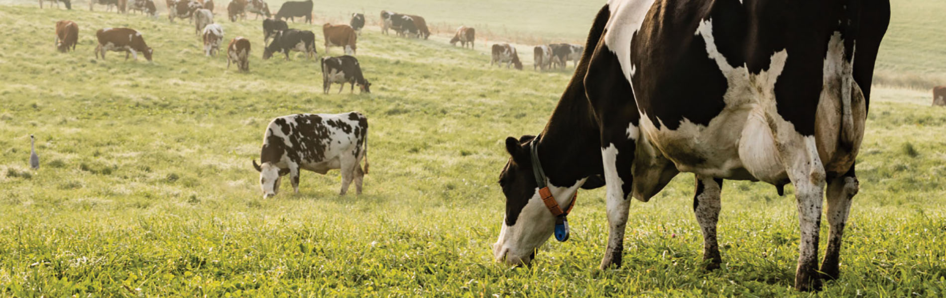 Expanse of green field with black and white cow grazing