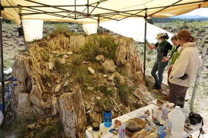 Three student interns under a tent in the desert observing a big petrified tree stump