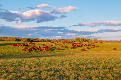 Landscape of cows grazing in pasture with blue skies and puffy clouds