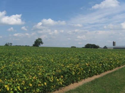 Farm field full of a stalk crop about three feet in height. Farm house and silo off in the distance