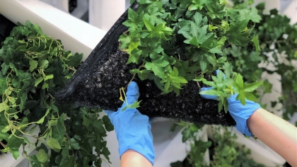 Hands holding a piece of a filter with plants to be inserted into a building opening