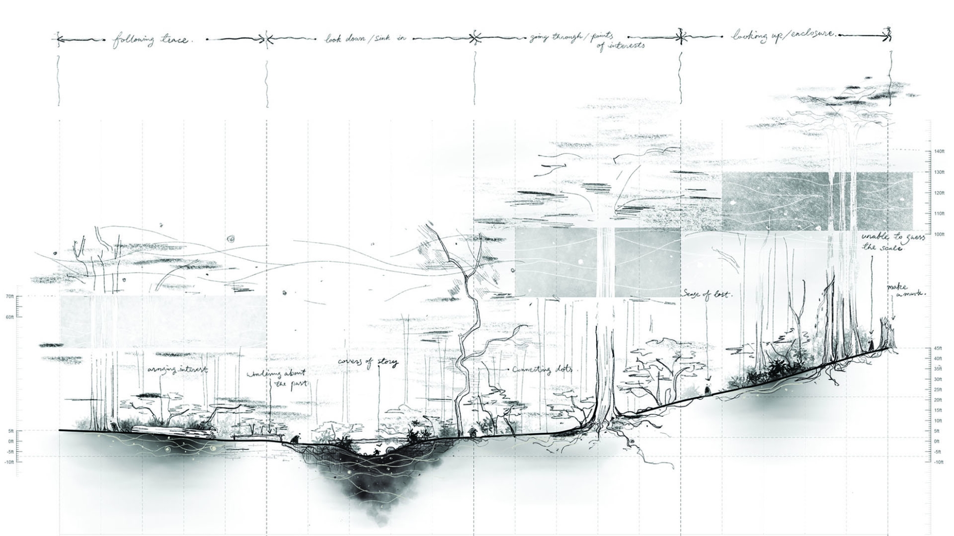 Transect drawing of a forest showing position and scale of trees and plants