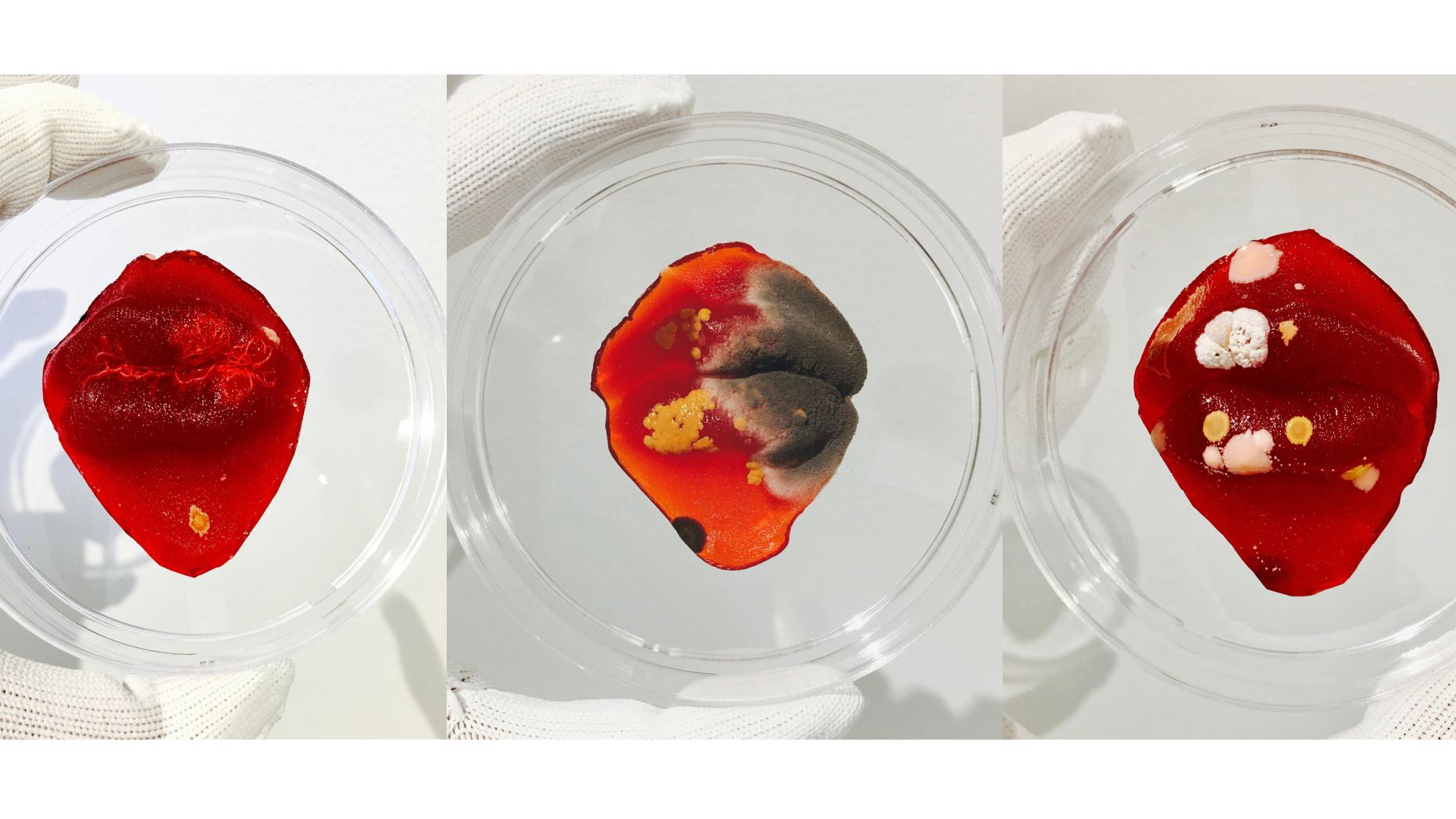 Three petri dishes each with a pair of lips made of gelatinous material, each growing different bacteria/molds 