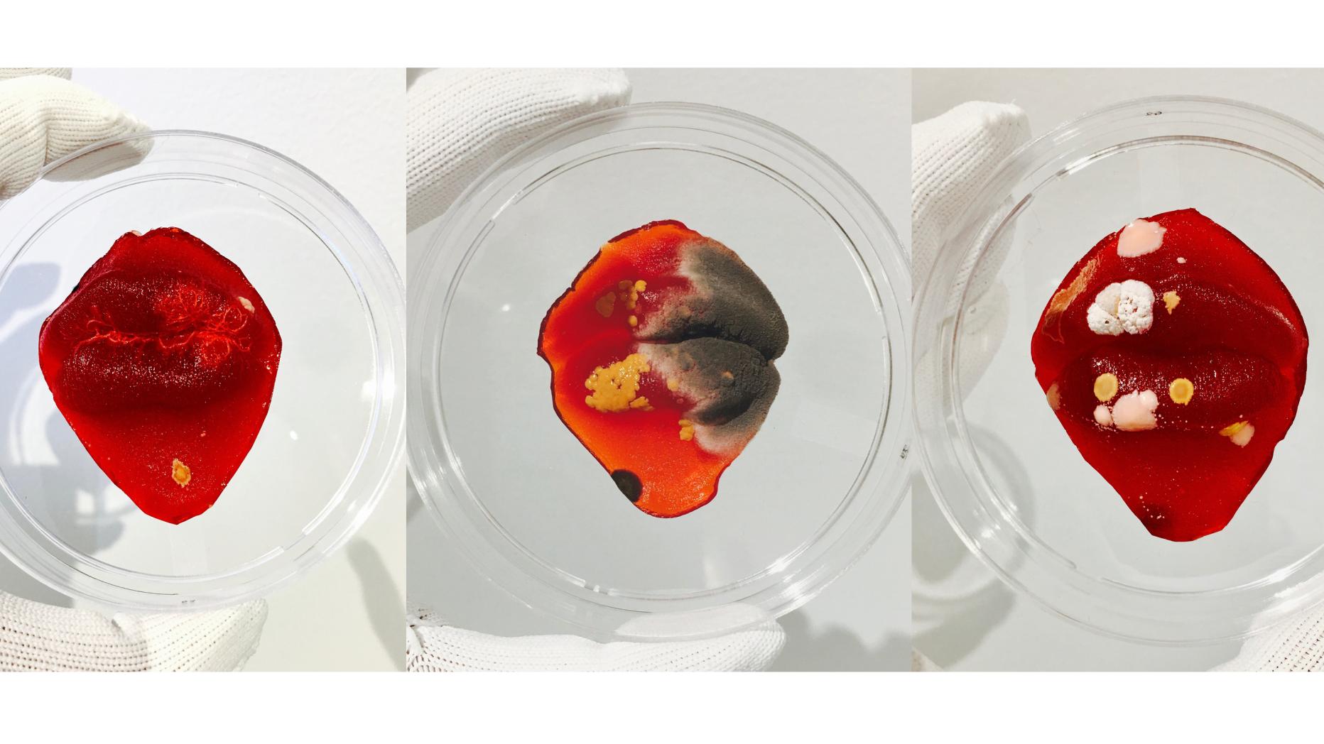 Three petri dishes each with a pair of lips made of gelatinous material, each growing different bacteria/molds