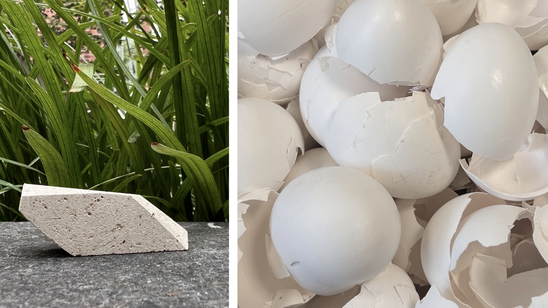 egg1