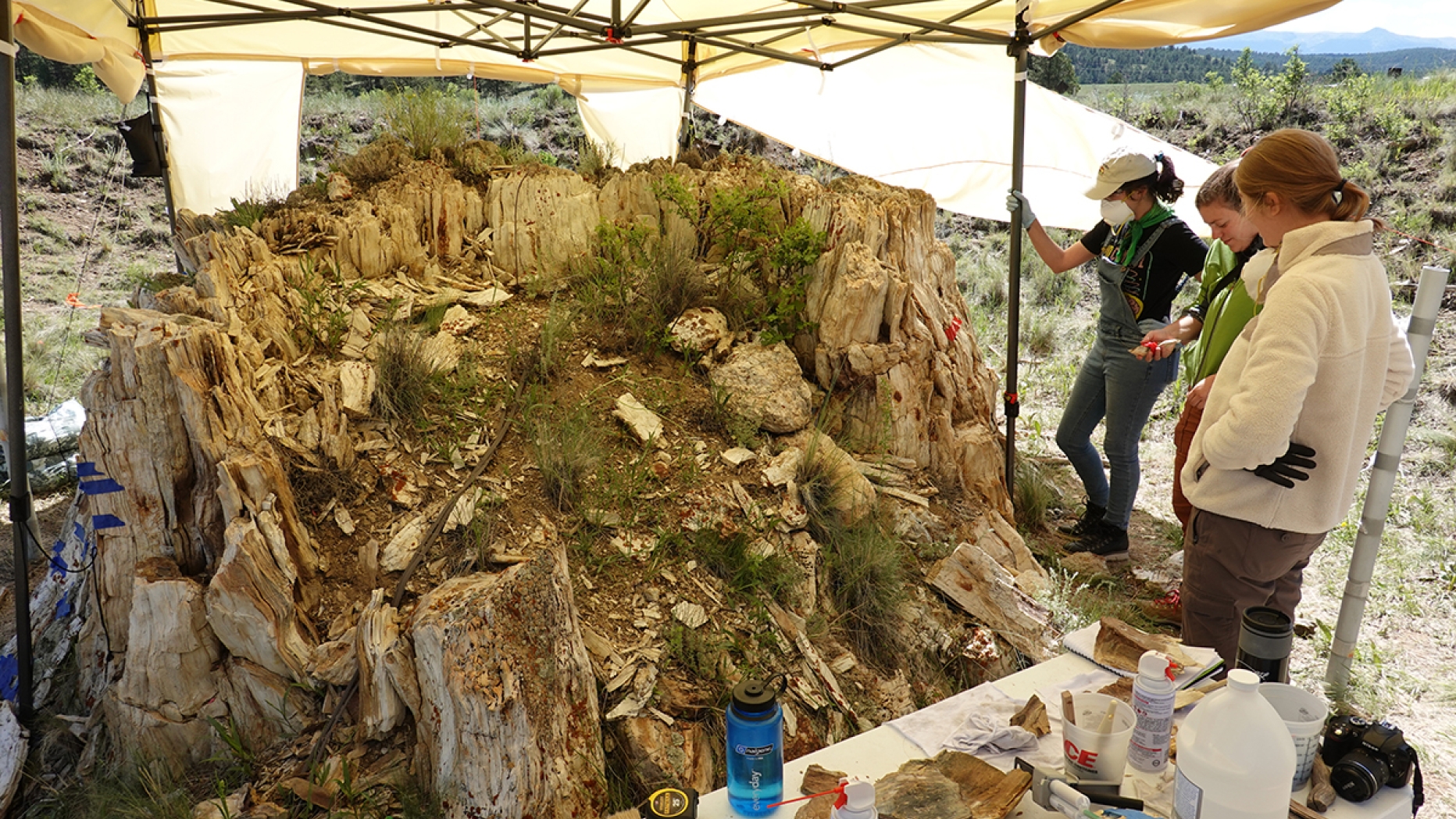 Three student interns under a tent in the desert observing a big petrified tree stump