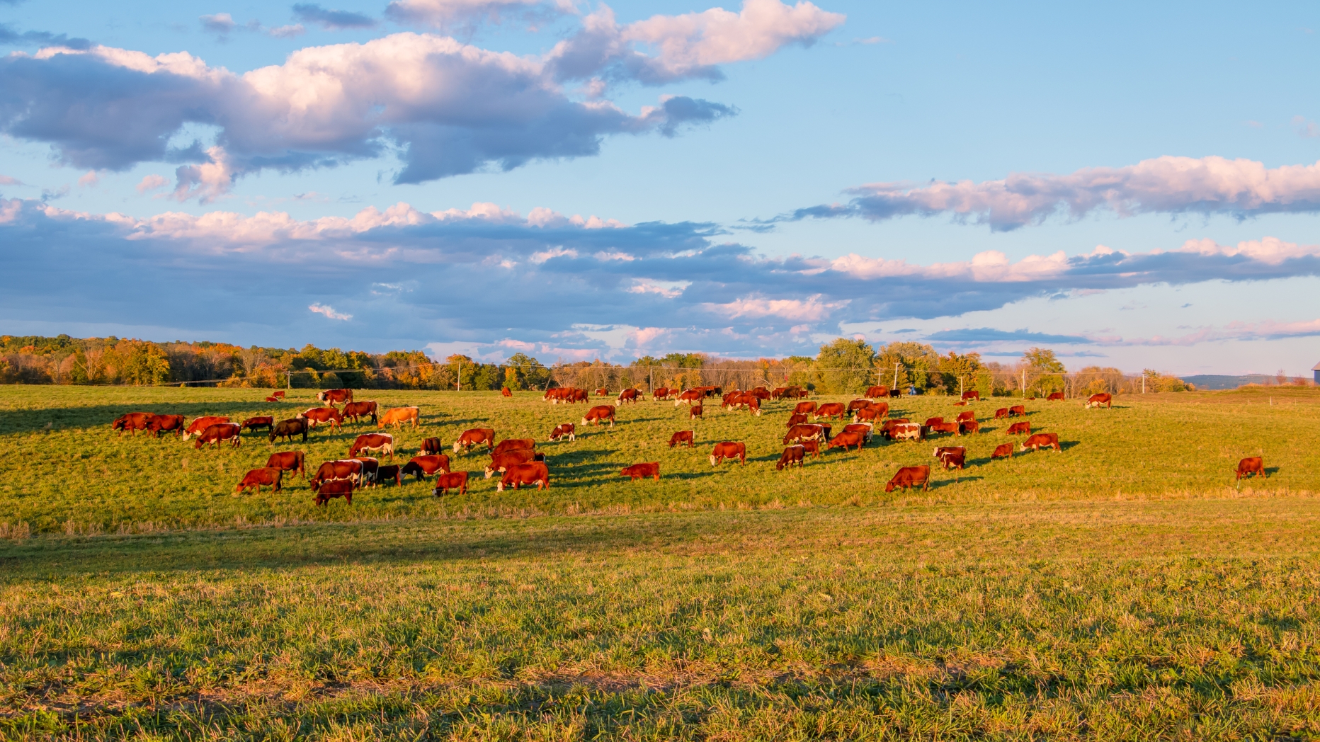 Landscape of cows grazing in pasture with blue skies and puffy clouds