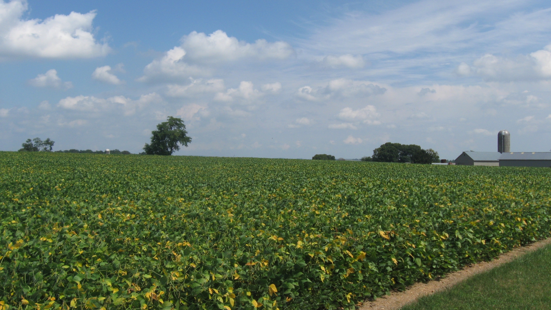 Farm field full of a stalk crop about three feet in height. Farm house and silo off in the distance