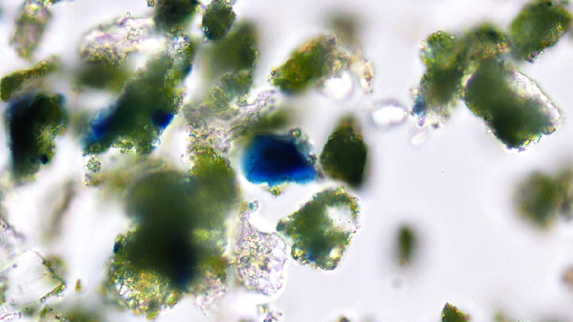 Detail of early pigment particles found in the early green paint layer found in the Bray School, (plane-polarized light, 400x ma