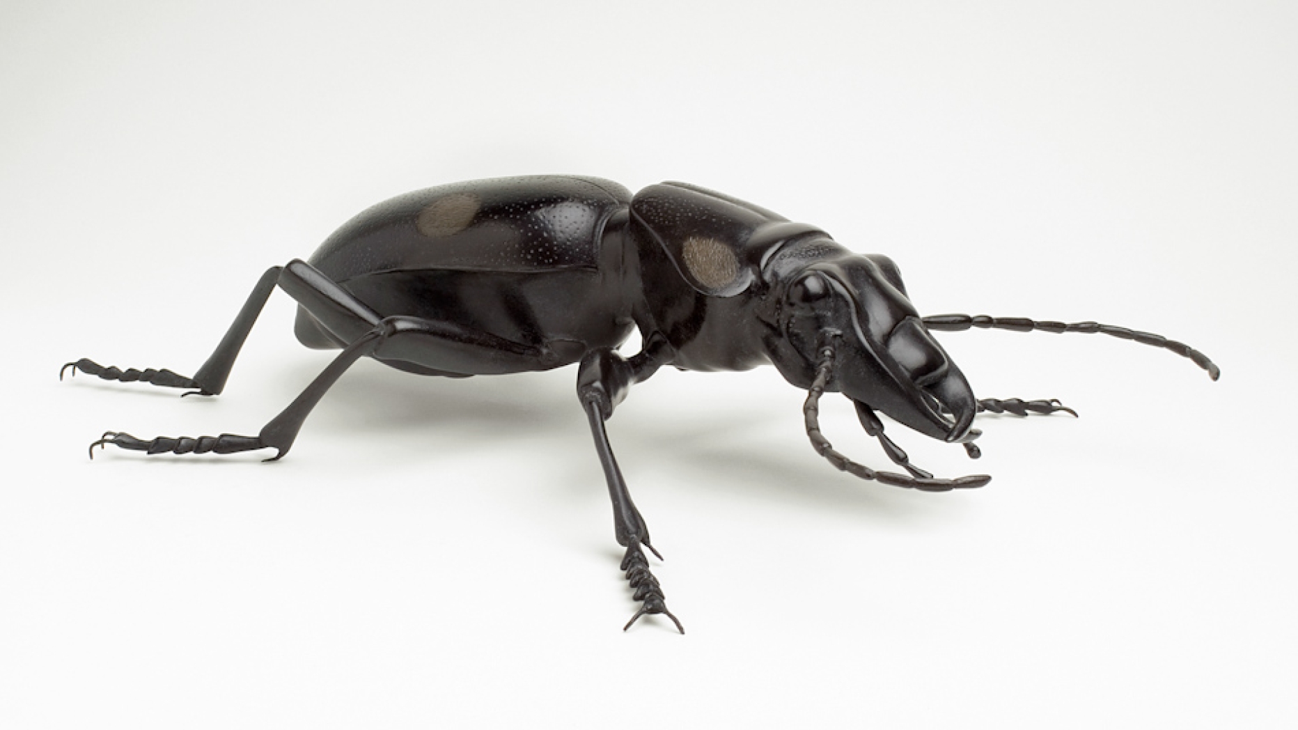 Photograph of beetle
