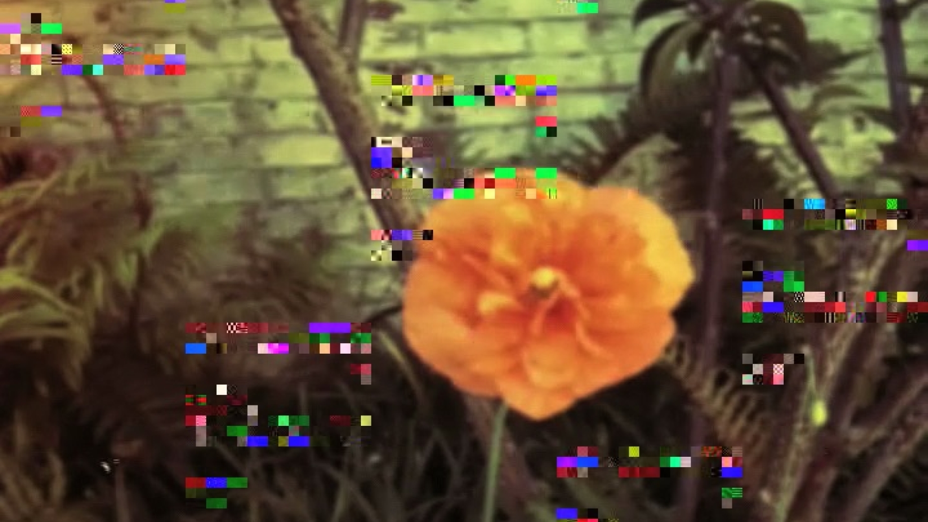 video still