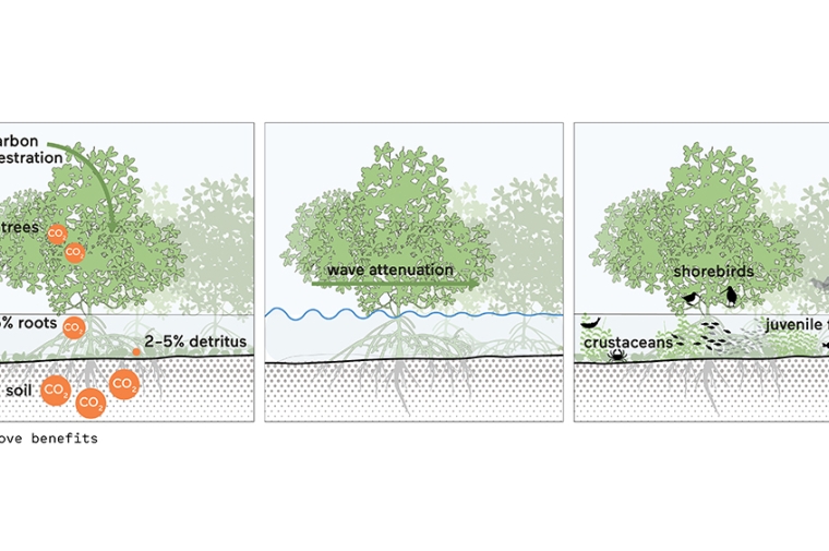 Graphic showing the benefits of mangrove growth in the landscape