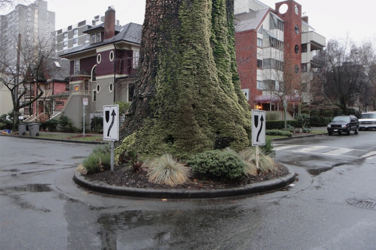 Enormous moss covered tree in a roundabout in a city