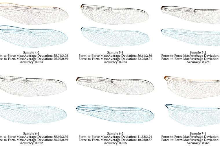 Graphic representation of the structure of dragonfly wings