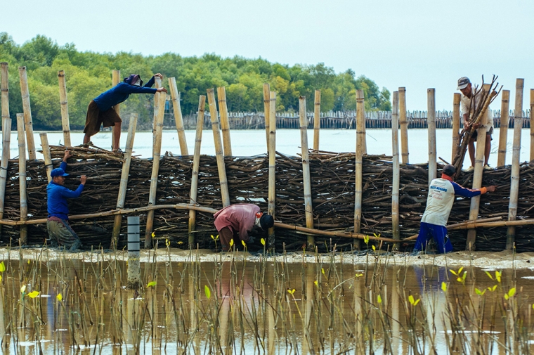 Using a Building with Nature approach, EcoShape is building a stable coastline in the Demak district of Indonesia.