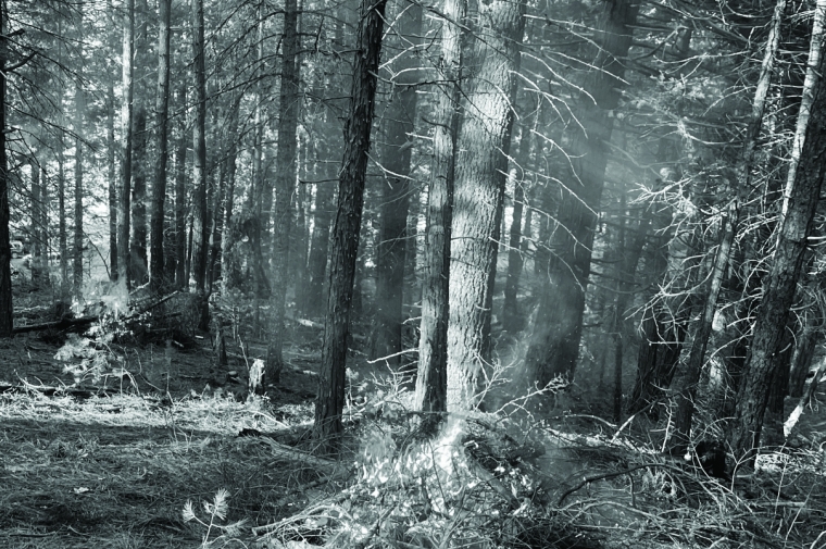black and white image of pine trees