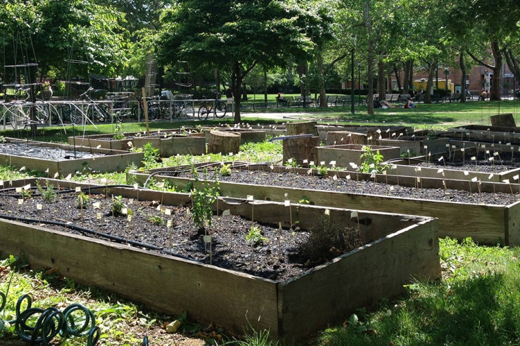 Student run gardens on Penn Campus