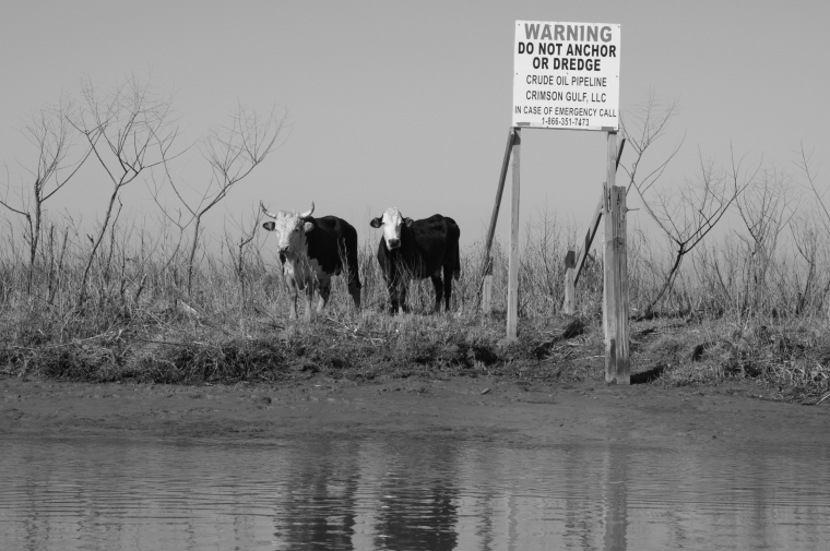 image in black and white of a rural landscape with cattle reflected in a body of water 