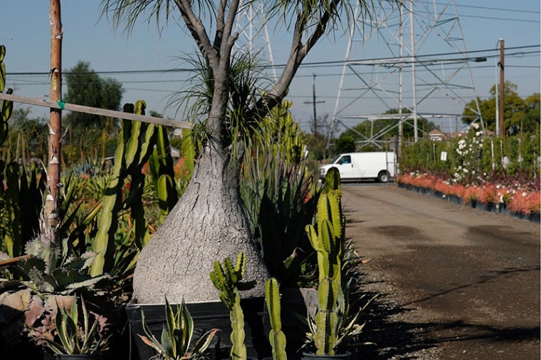 Potted cactuses next to a road with powerlines in the distance