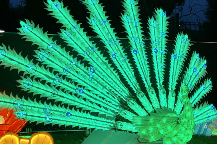 Paper lantern of peacock