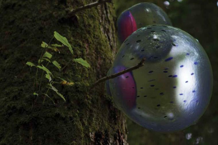 clear orbs attached to the trunk of a tree