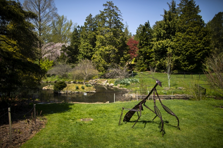 Morris Arboretum with praying mantis sculpture