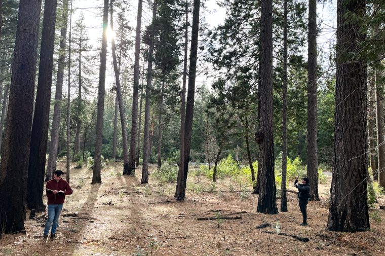 Two men standing in clearing in the forest make observations and take notes