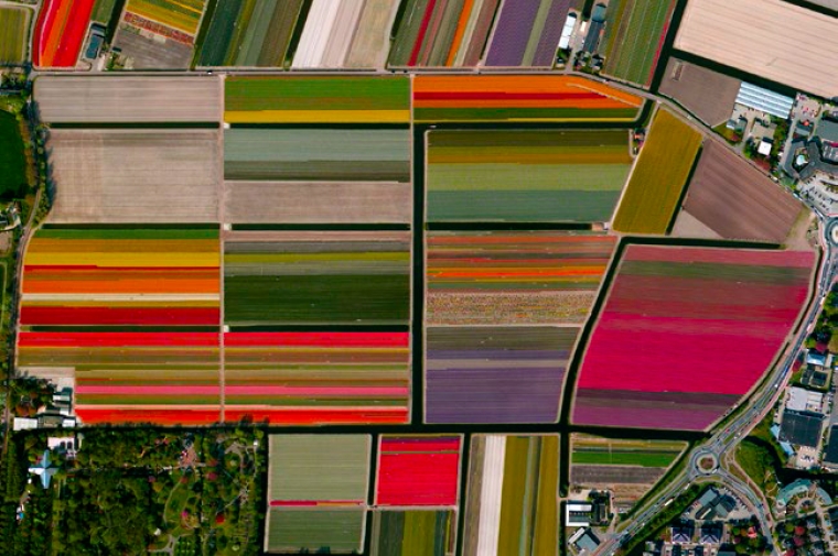 Colorful satellite view of fields of tulips.