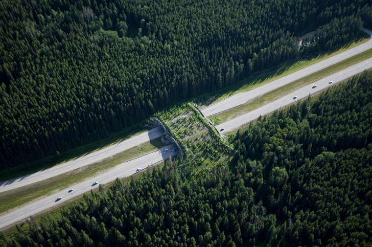 Yellowstone to Yukon Conservation Initiative. Animal crossing overpass, Banff National Park, Alberta.On view in the Meyerson Galleries.