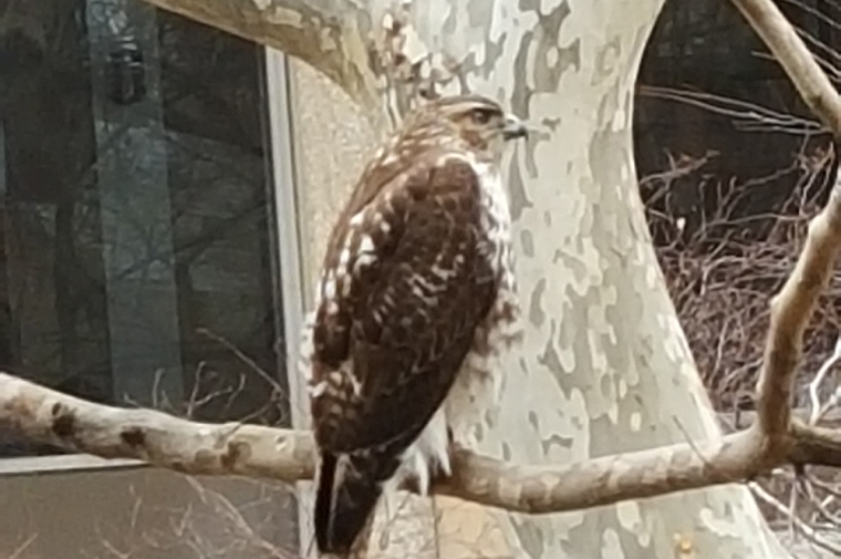 Hawk on Campus