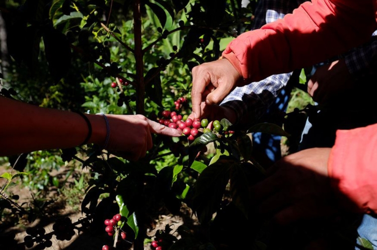 Coffee beans being hired