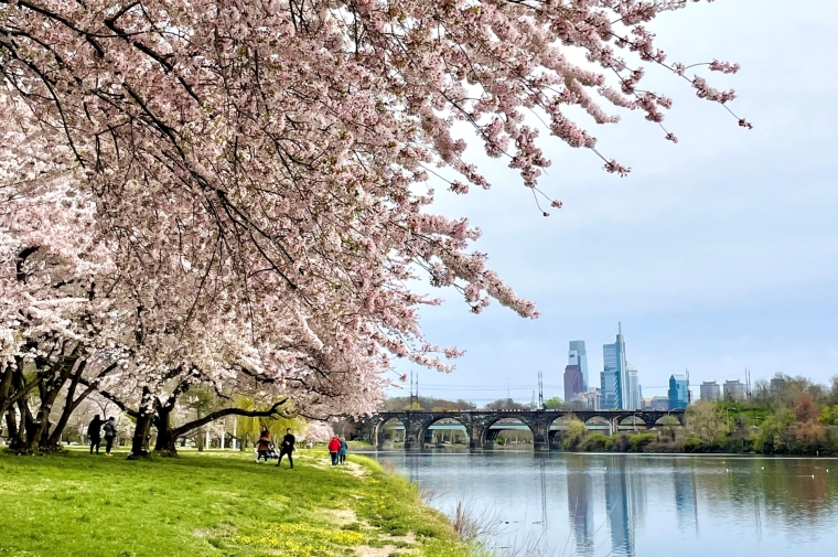 Blossoming trees alongside the river with the city skyline in the background