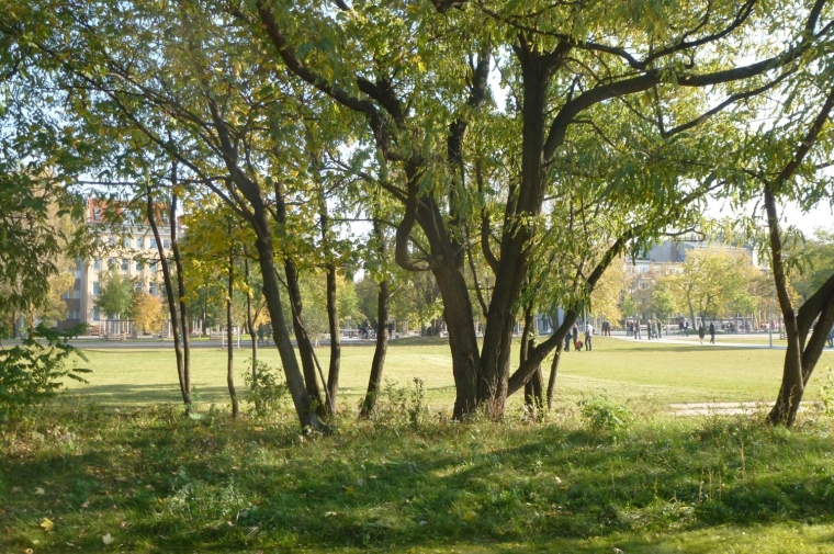 A wooded scene with tall grass