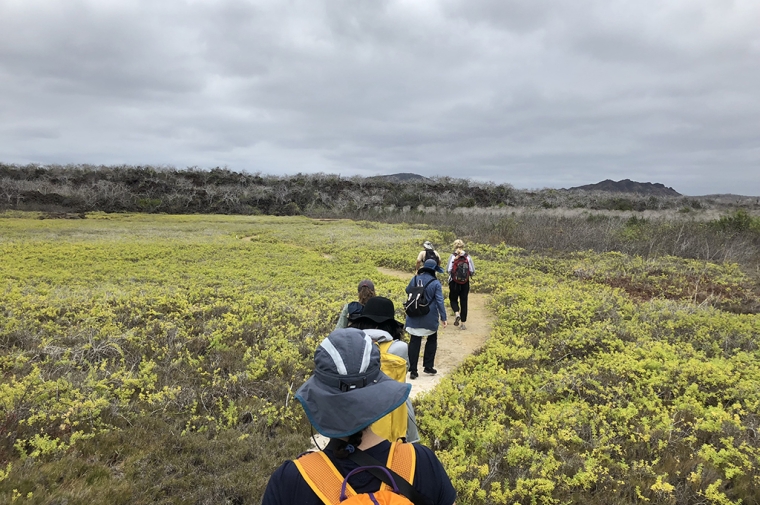 A line of people walk a trail with greenery on both sides and grey skies above