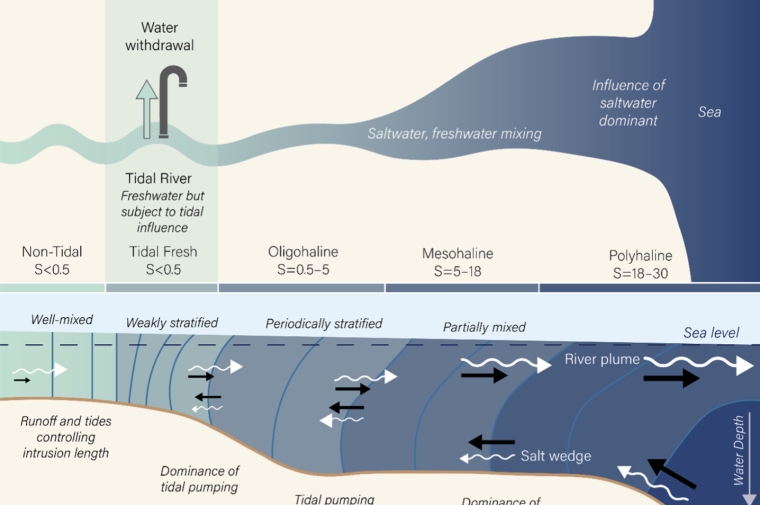 A schematic plan view of an estuary