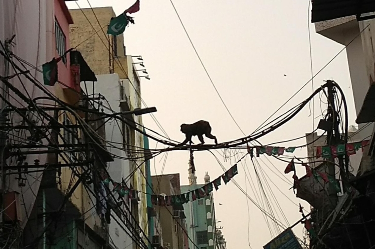 A monkey walks on wires that cross a street